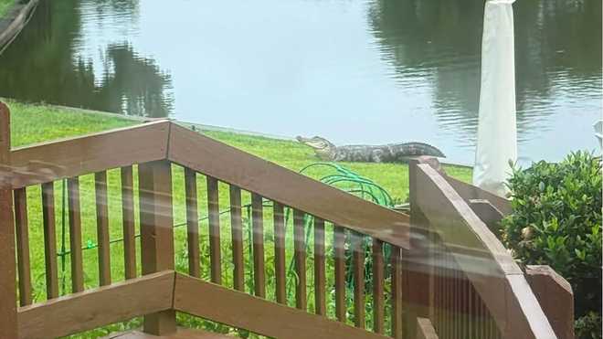 Northbay alligator alligator at northbay subdivision