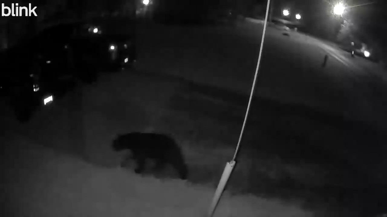 Officials investigating Flat Rock black bear sighting