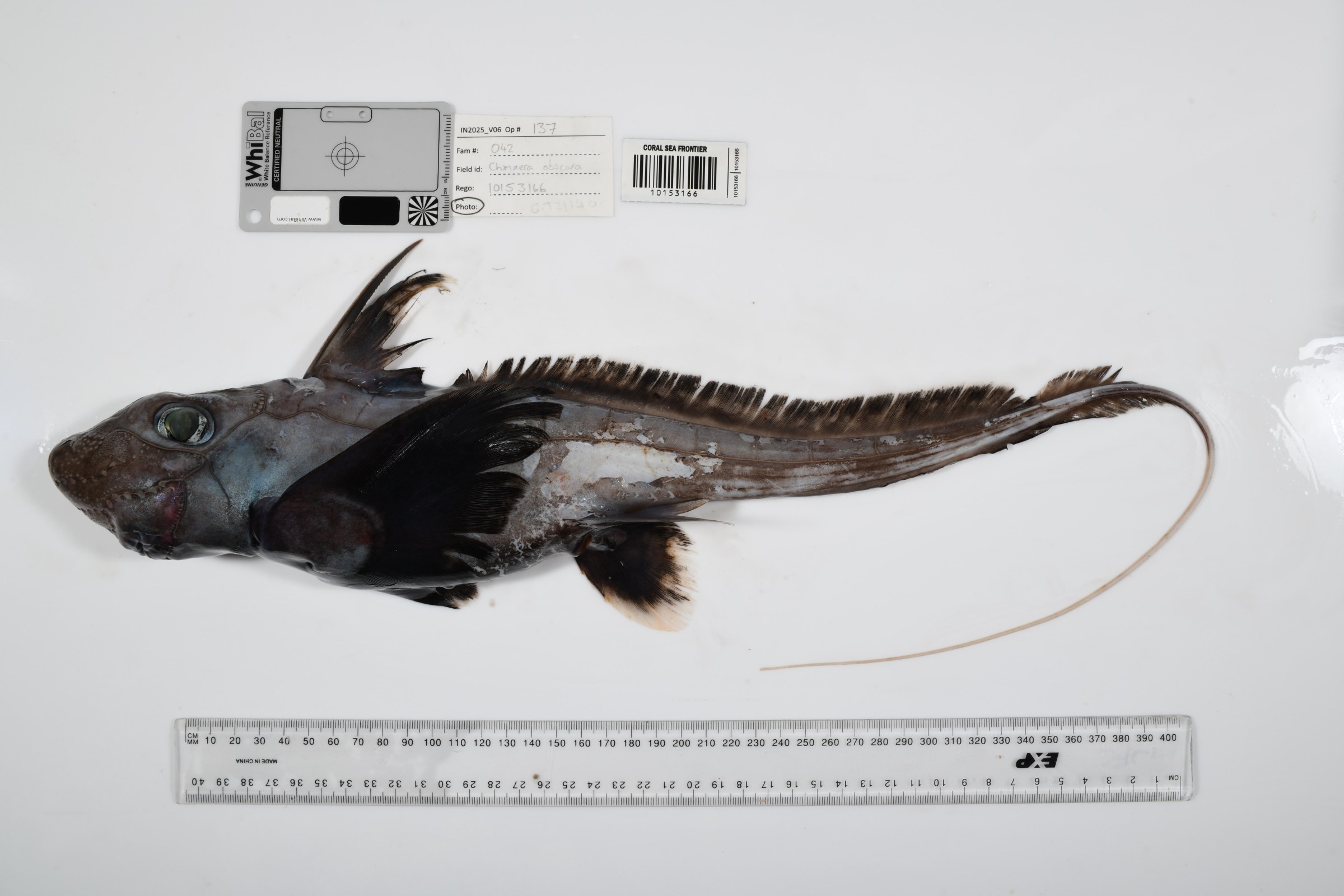 A potentially new species of chimaera found in Australia’s Coral Sea Marine Park.