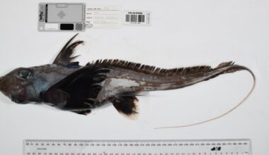 Photos: Strange new sea creatures discovered on Ocean Census expeditions
