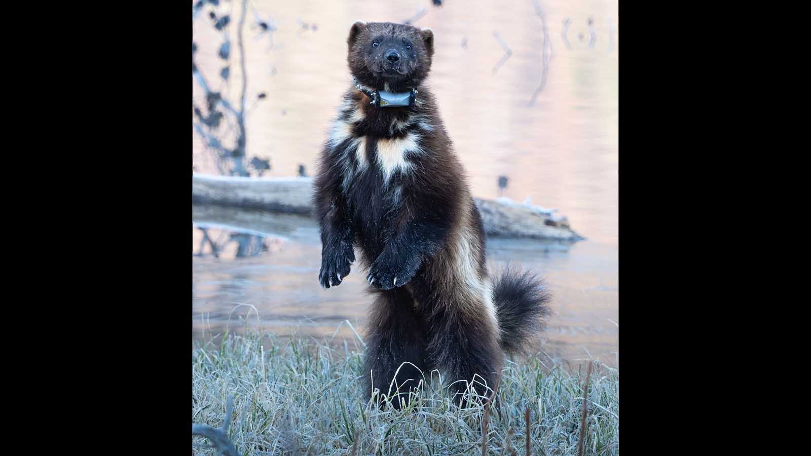 This wolverine was spotted last weekend near the Lower Green River Lakeside Trail in the Wind River Mountains.