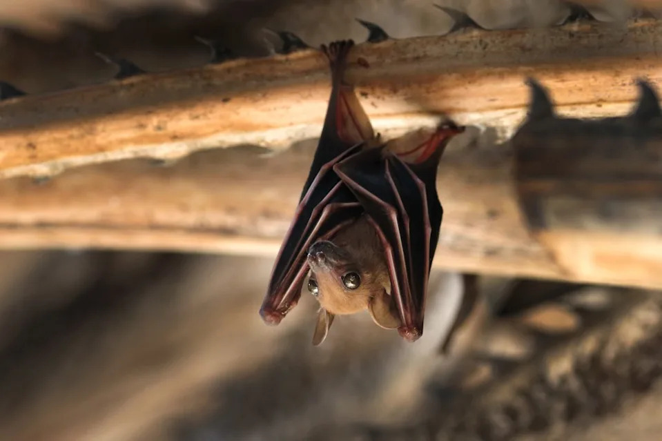 A rabid bat found near a Bay Area residential neighborhood has sparked a warning from the police. Getty Images