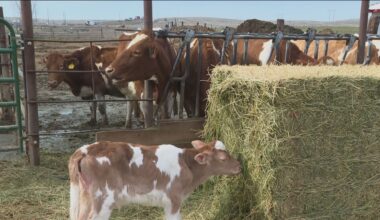 Inside AG: Idaho farmers and ranchers struggle with mental health