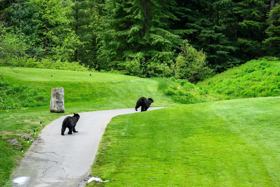 Two black bears chasing each other on a golf course cart path, wildlife interactions with people