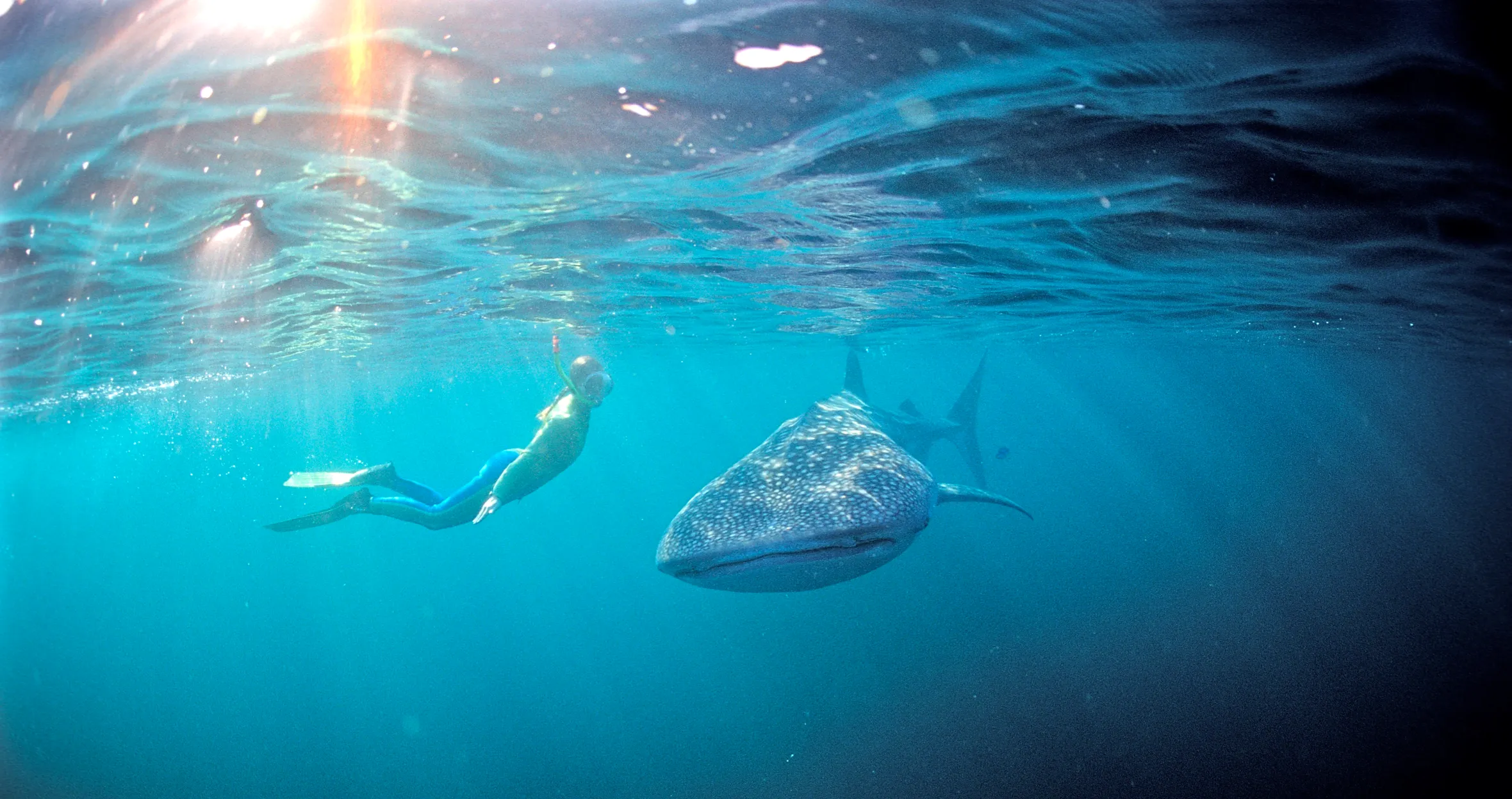 A female snorkeler swimming next to a large whale shark in clear blue water.