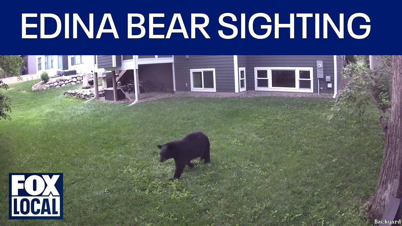 Black bear spotted wandering Edina neighborhood