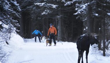 Jackson Hole study finds human-wildlife 'coexistence' — with caveats | Environmental
