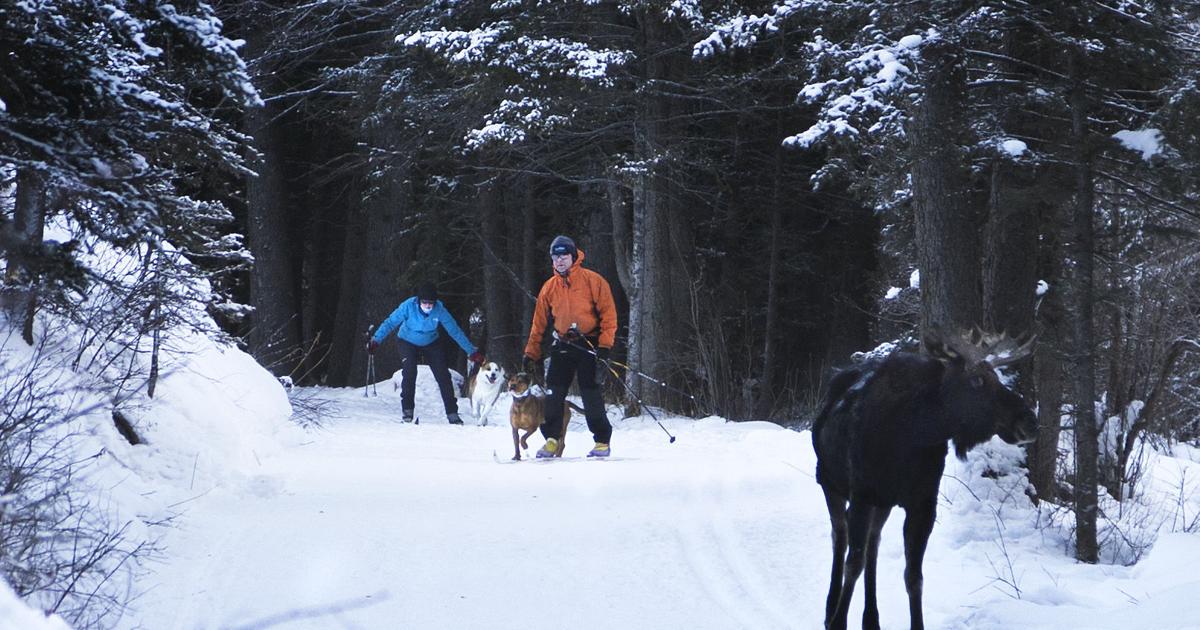 Jackson Hole study finds human-wildlife 'coexistence' — with caveats | Environmental