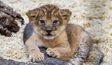 See the cutest lion cub just born at the Pittsburgh Zoo