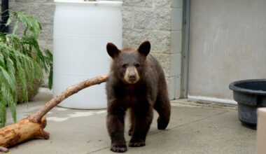 Durham museum welcomes new black bear cub :: WRAL.com