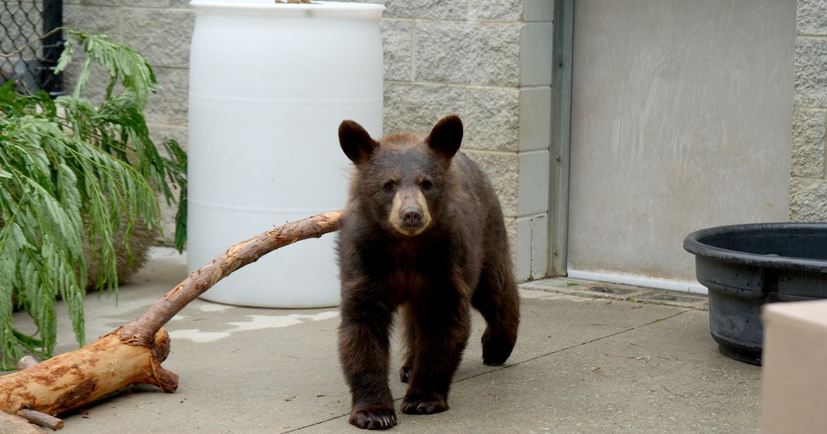 Durham museum welcomes new black bear cub :: WRAL.com
