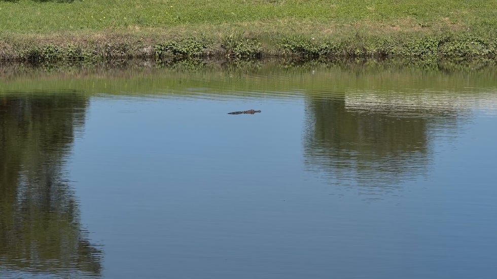 Small alligator spotted in pond on Texas A&M campus.