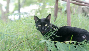 Black Cat and a Fox Playing Hide-And-Seek in a Garden Is Absolutely Adorable