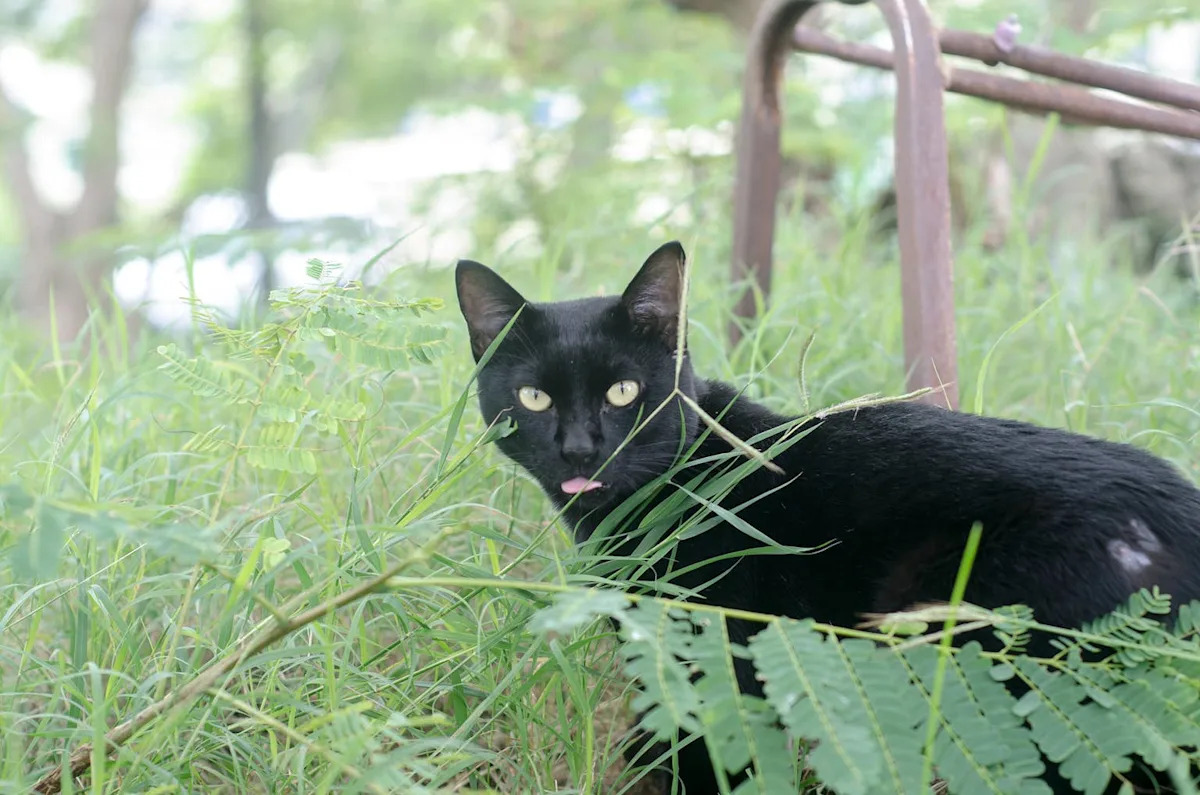 Black Cat and a Fox Playing Hide-And-Seek in a Garden Is Absolutely Adorable