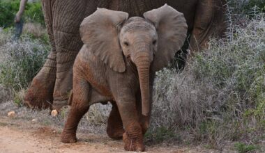 Mama Elephant Has to Rescue Caretaker From Her Overly 'Helpful' Baby