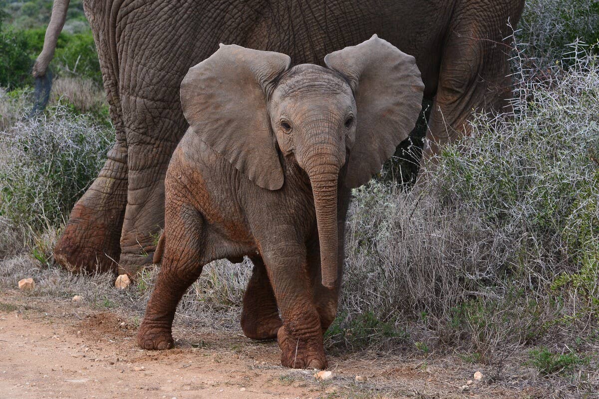 Mama Elephant Has to Rescue Caretaker From Her Overly 'Helpful' Baby
