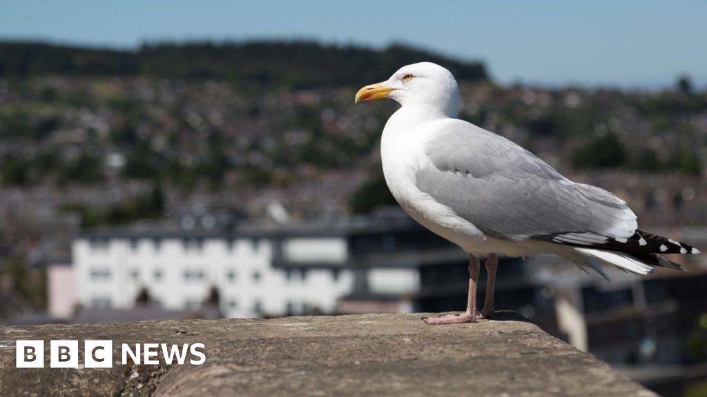 'The gulls have won': Row over plans to control birds in Inverness - BBC
