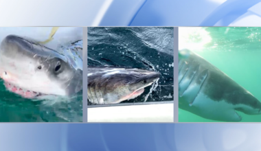 3 Great White Sharks pinged off NC coast near Kitty Hawk :: WRAL.com
