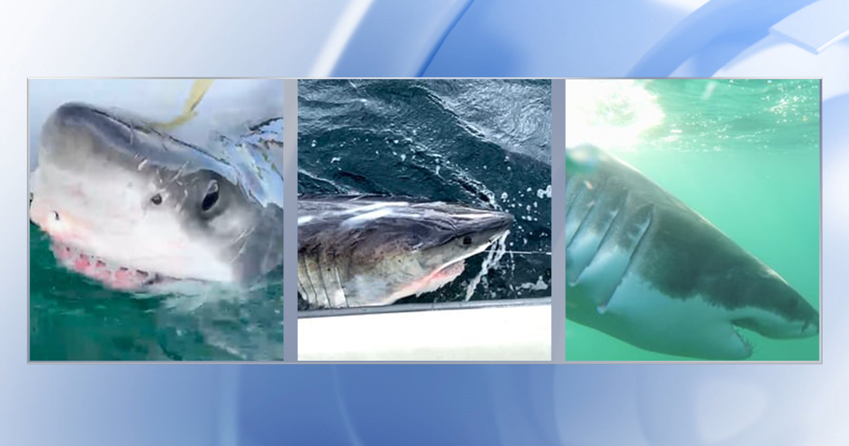 3 Great White Sharks pinged off NC coast near Kitty Hawk :: WRAL.com