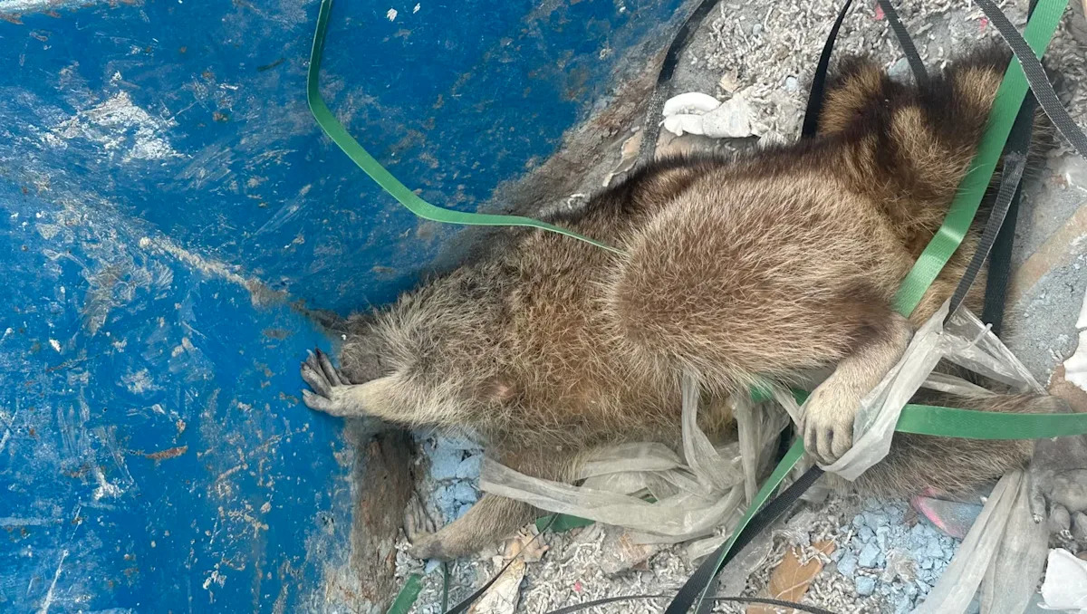 Firefighters cut open dumpster to save raccoon nicknamed 'Rocket' after he got stuck headfirst in a tiny hole