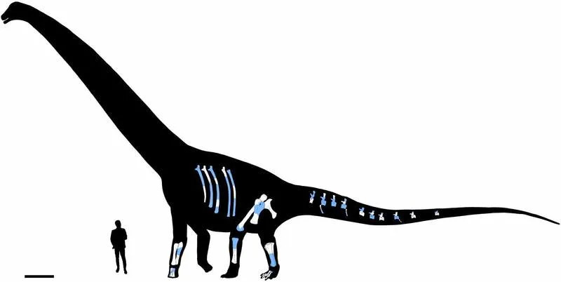 Dasosaurus tocantinensis gen. et sp. nov. (CPHNAM VT 1600) Diagrammatic reconstruction with scaled bone elements in anatomical position. Preserved bone portions in white and reconstructed parts in light blue. Human silhouette = 1.80 m. (CREDIT: Journal of Systematic Palaeontology)