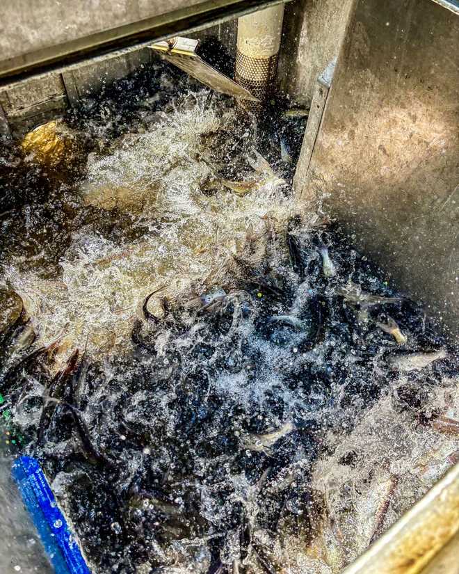 catfish release catfish release