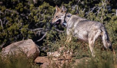 Mexican gray wolf Asha's release was delayed due to county pushback, records show | News