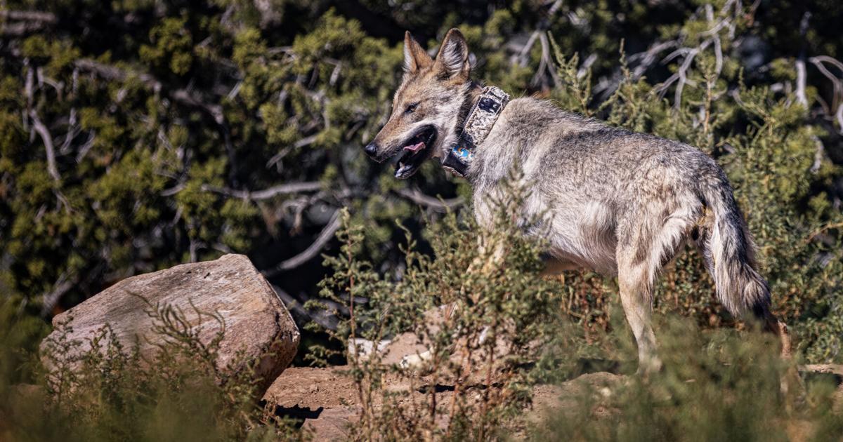 Mexican gray wolf Asha's release was delayed due to county pushback, records show | News