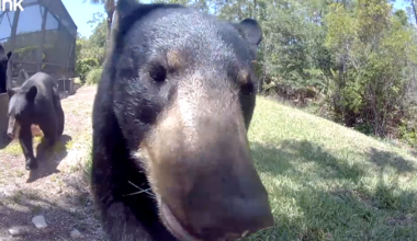 Caught on cam: Multiple bears visit Collier County home  | Collier County