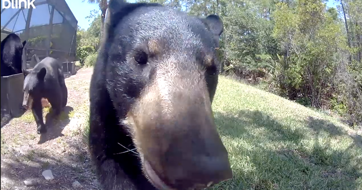 Caught on cam: Multiple bears visit Collier County home  | Collier County