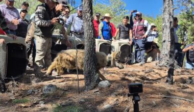 Mexican gray wolf crosses Arizona-Mexico border at one of the last gaps in the wall
