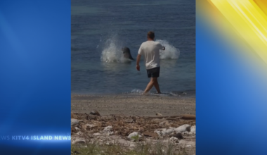 Man launches rock at endangered Hawaiian monk seal, sparks online outrage | News