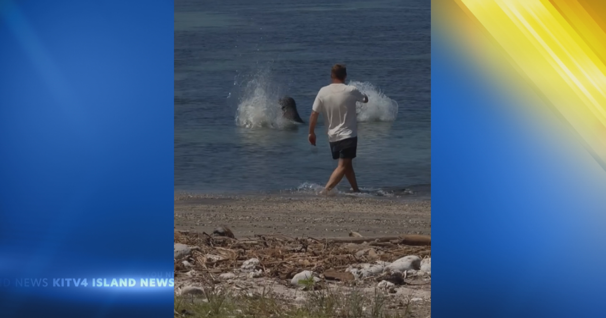 Man launches rock at endangered Hawaiian monk seal, sparks online outrage | News