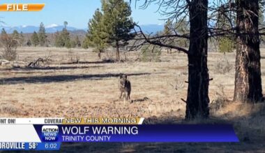 Trinity County issues alert as wolves expand into region | News