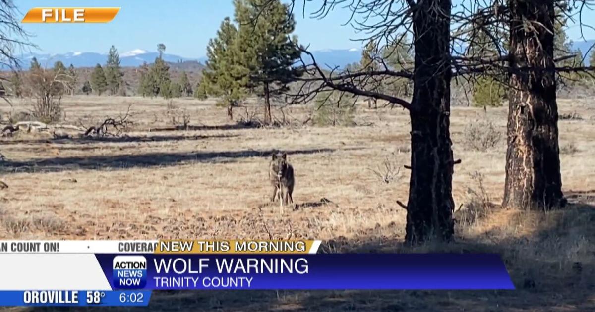 Trinity County issues alert as wolves expand into region | News