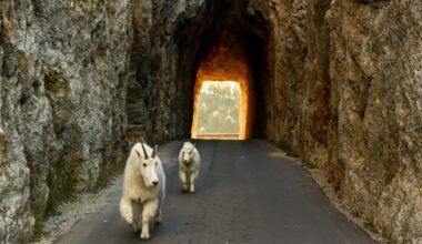 South Dakota’s Southern Black Hills Mountain Goats Face An Uncertain Future | Community