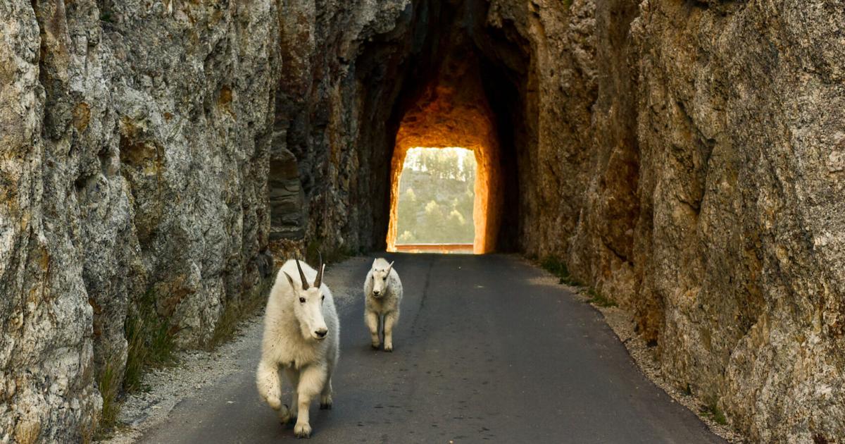 South Dakota’s Southern Black Hills Mountain Goats Face An Uncertain Future | Community
