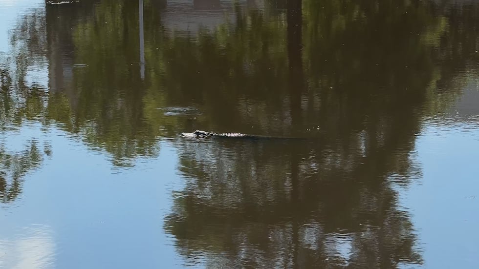 A small alligator showed up in one of the ponds on Texas A&M’s campus.