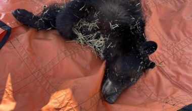 Black bear caught in east Cheyenne Tuesday morning | News