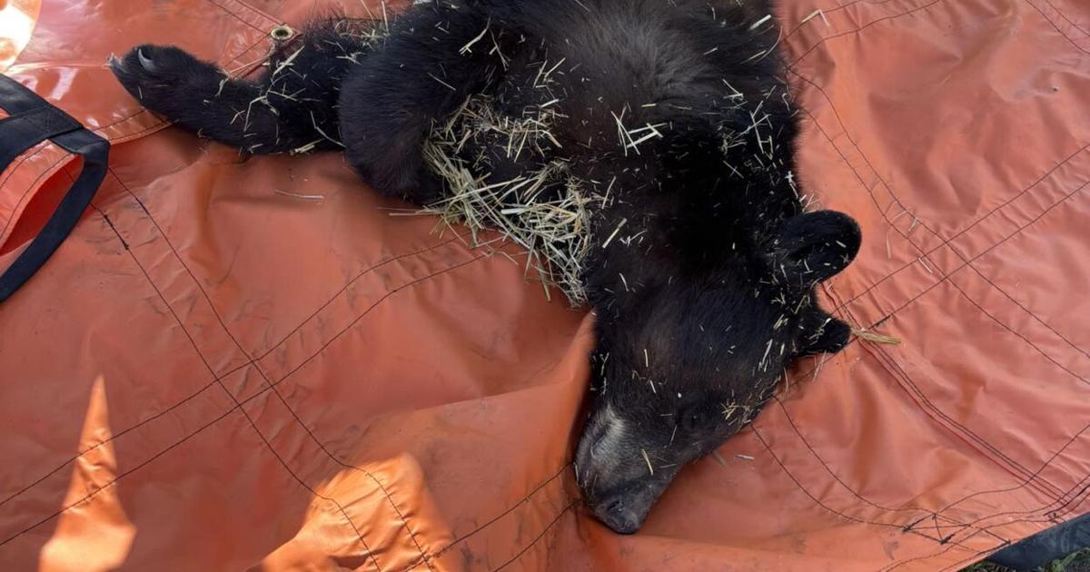 Black bear caught in east Cheyenne Tuesday morning | News