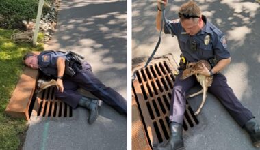 Police rescue baby deer from storm drain | Southeastern Pennsylvania