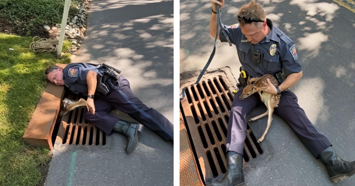 Police rescue baby deer from storm drain | Southeastern Pennsylvania