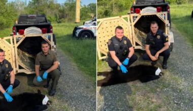 Bear nabbed near baseball fields in South Whitehall Twp., will be relocated to wooded habitat | Allentown Area