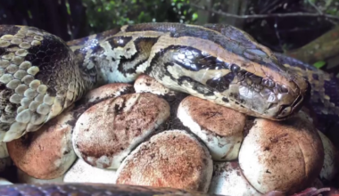 Python sightings in Charlotte County raise alarm beyond Everglades | Charlotte County