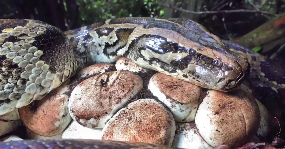 Python sightings in Charlotte County raise alarm beyond Everglades | Charlotte County
