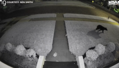 Black bear spotted roaming Chanute streets prompts safety warning | Kansas News