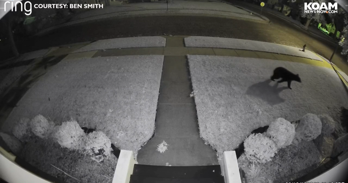 Black bear spotted roaming Chanute streets prompts safety warning | Kansas News