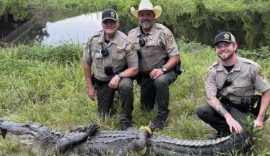 Gator caught by sheriff's deputies | Local News