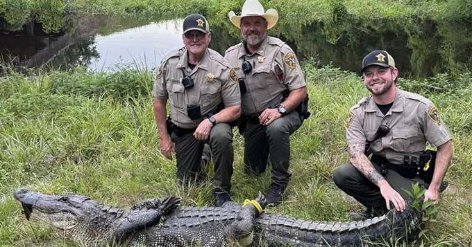 Gator caught by sheriff's deputies | Local News