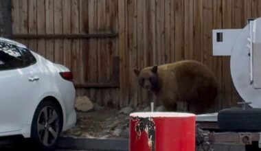 Bear captured after response near downtown Reno | Local News